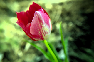 Illustration for article titled Shooting Challenge: Spring Part 1